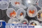 金昌@铲屎官们 养“异宠”或危害国家安全 这些行为违法了