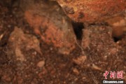 金昌江西发现蜘蛛新物种 为研究呵叻蛛属适应区域提供依据