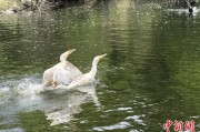 金昌吉林：罕见白鸬鹚连续两年“故地重游”