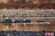 金昌歙县完成安徽首个县域生物多样性调查 共记录物种近4千种